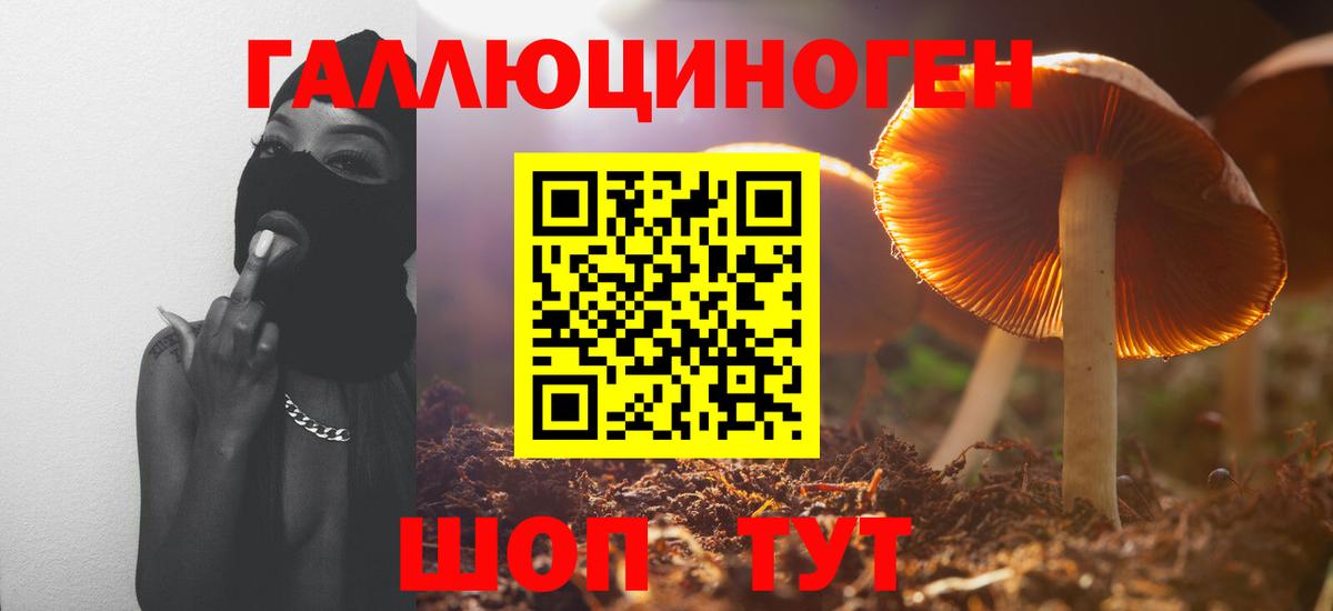 Галлюциногенные грибы Psilocybe Дубна